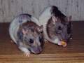 Zu den Ratten!