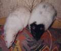 Hier klicken f�r Vollbild!